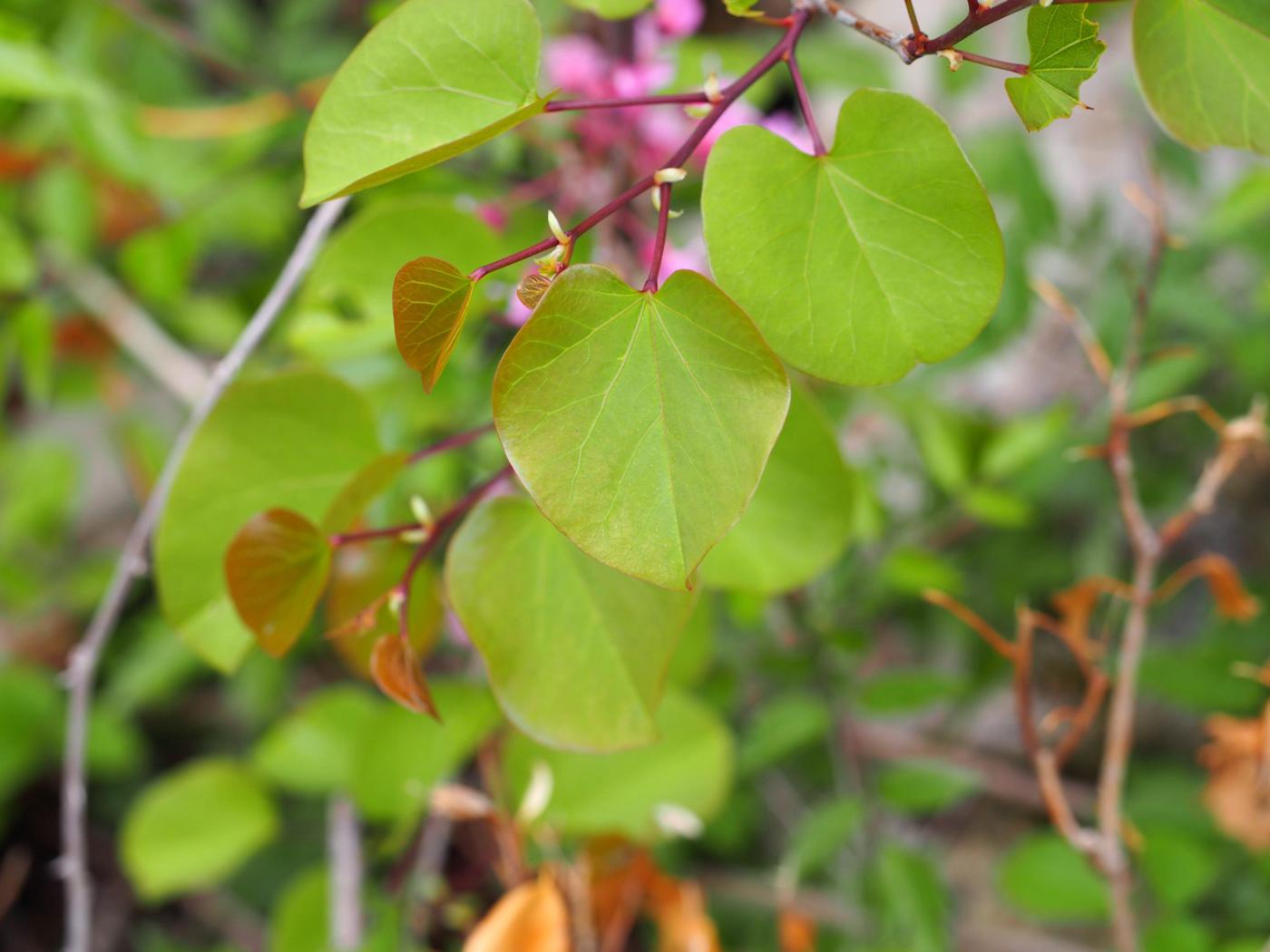 Judas Tree leaf